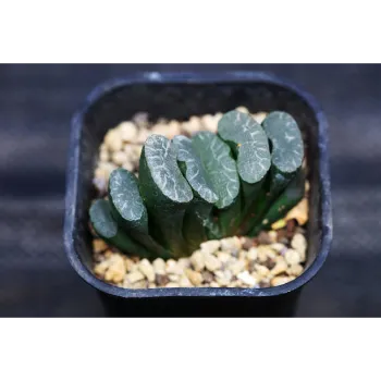 Natural Bonsai Plants